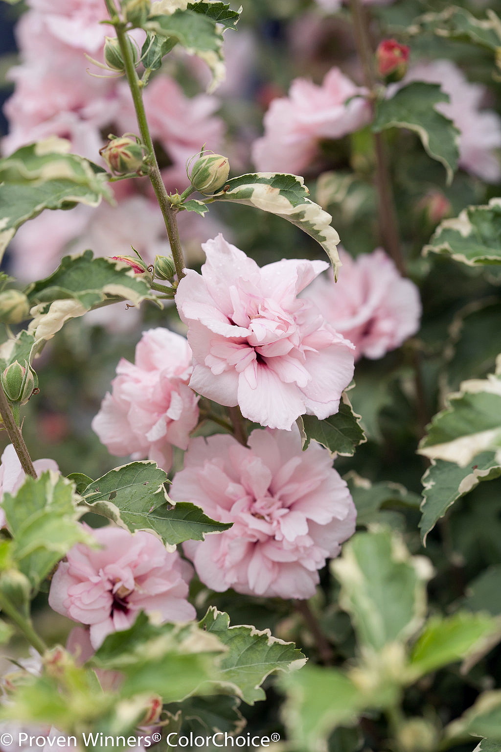 San Francisco Giants White Porcelain Flower Pink Hibiscus All Over