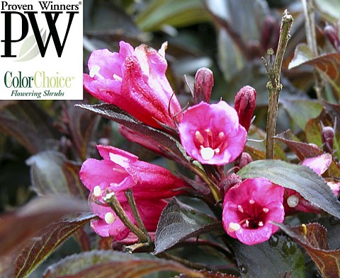 Wine & Roses Weigela - Outdoors or Bonsai - Hardy - Proven Winners - 4"  Pot - Hirt's Gardens