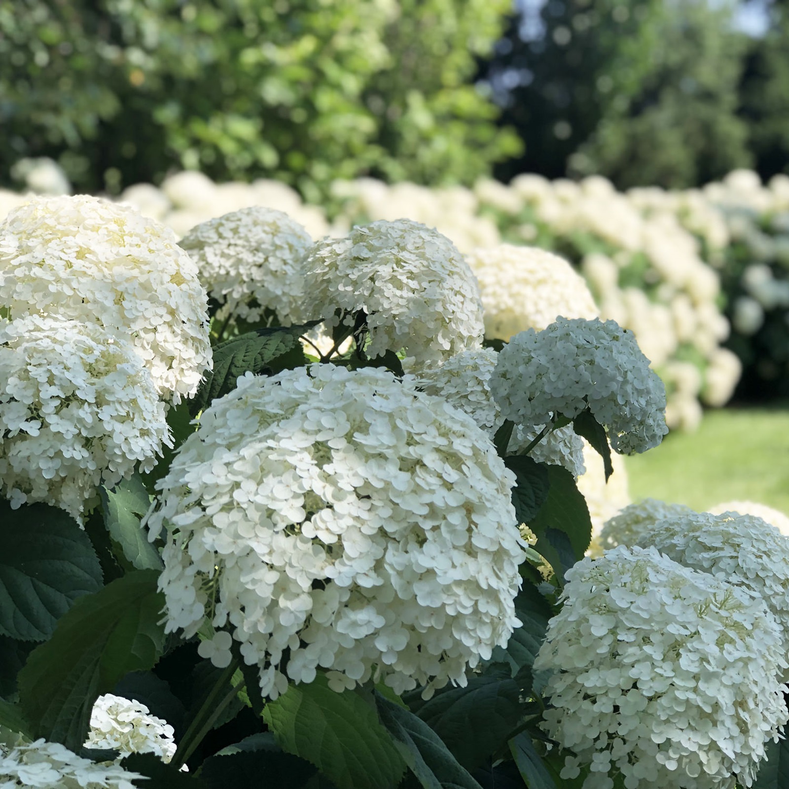Incrediball® Hydrangea Perennial Huge Flowers 4" Pot Proven