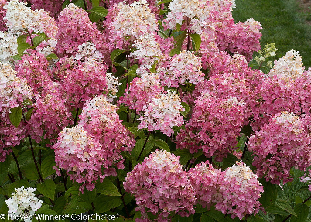 FIRE LIGHT® Hydrangea paniculata - 4