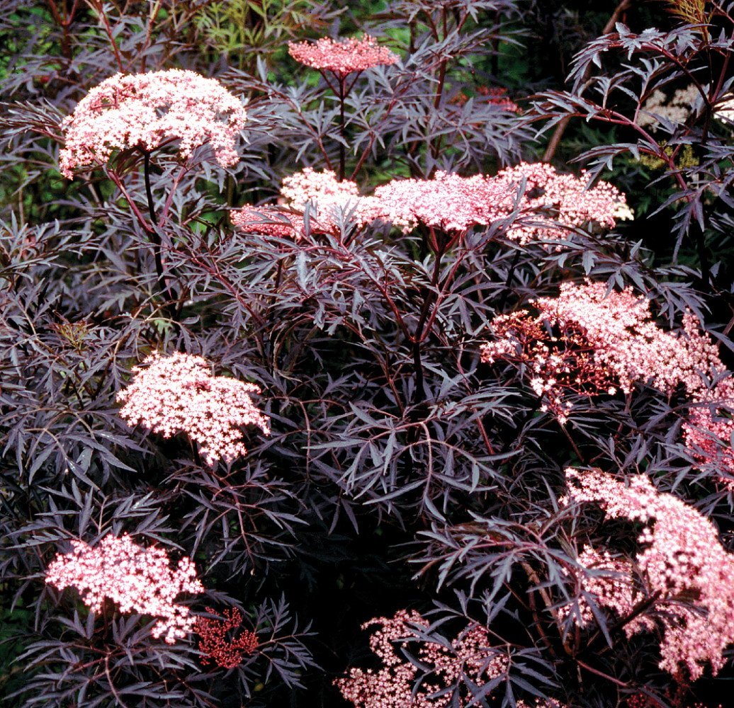 Black Lace Elderberry - Sambucus - Proven Winners - 4" Pot - Hirt's Gardens