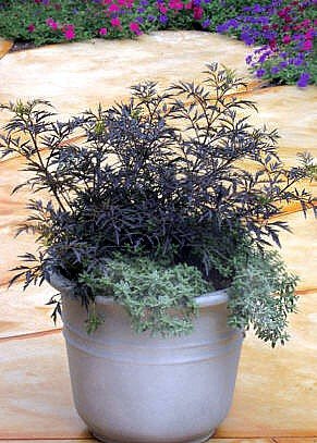ampel plant Watercolors by Sam Ampel – Lush Plant Co. Decatur