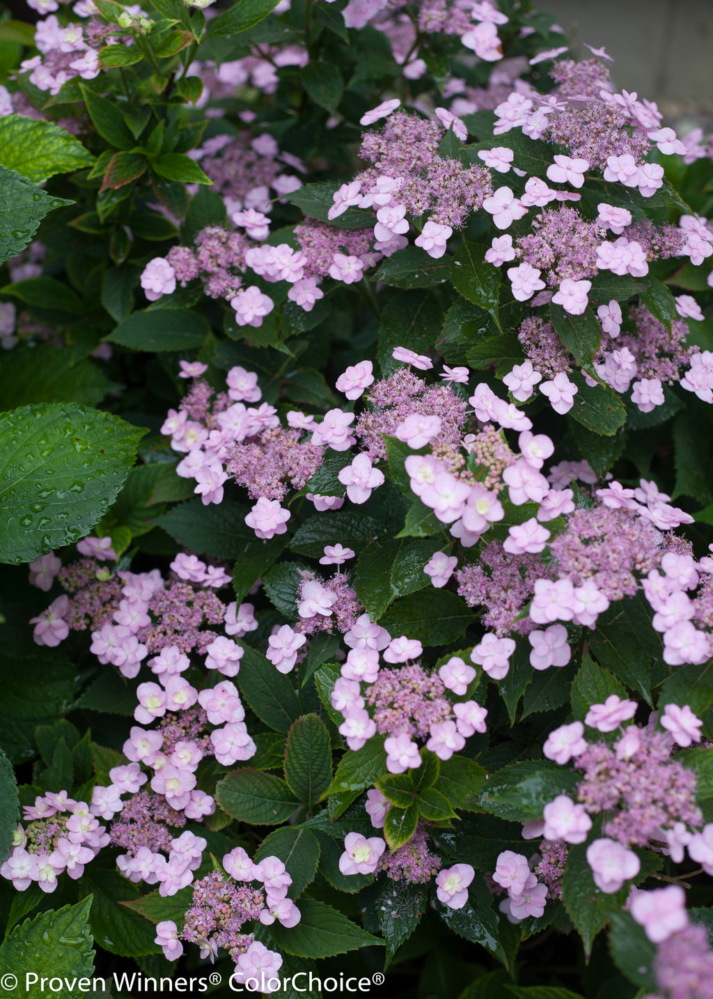 Hydrangea ser. Tuff Stuff™ - Johnson Nursery Corporation