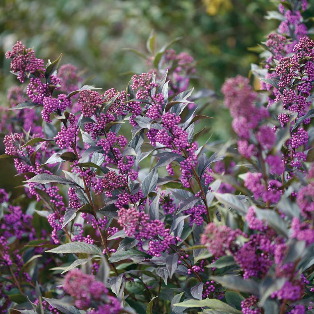 Proven Winners Pearl Glam Beautyberry - Thumbnail 3