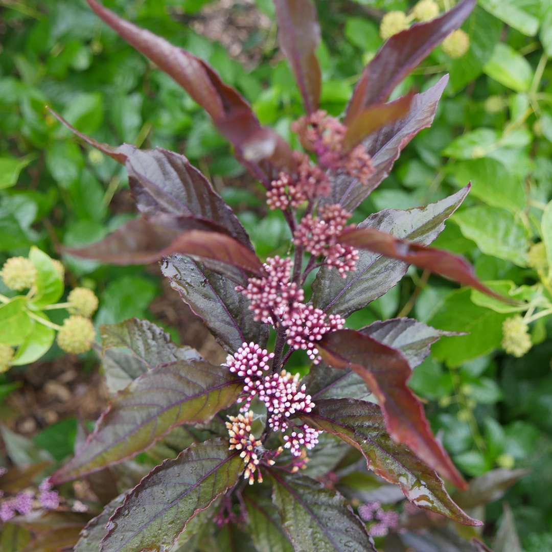 Pearl Glam® Beautyberry - 4" pot - Callicarpa - Proven Winners - Hirt's ...