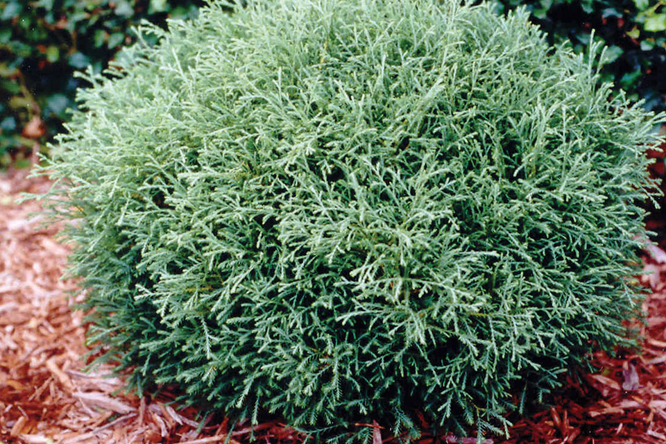 Mr. Bowling Ball 'Linesville' Arborvitae - 4" pot - Thuja - Proven Winners  - Hirt's Gardens