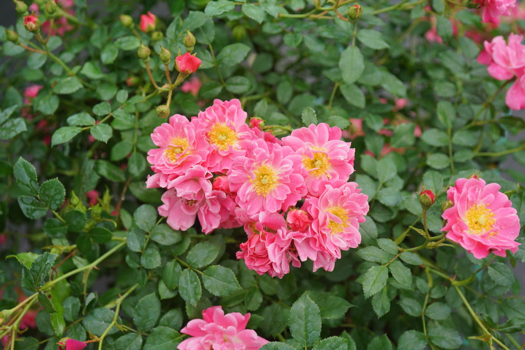 OSO EASY® Double Pink Rose-VERY HARDY Proven Winners - 4