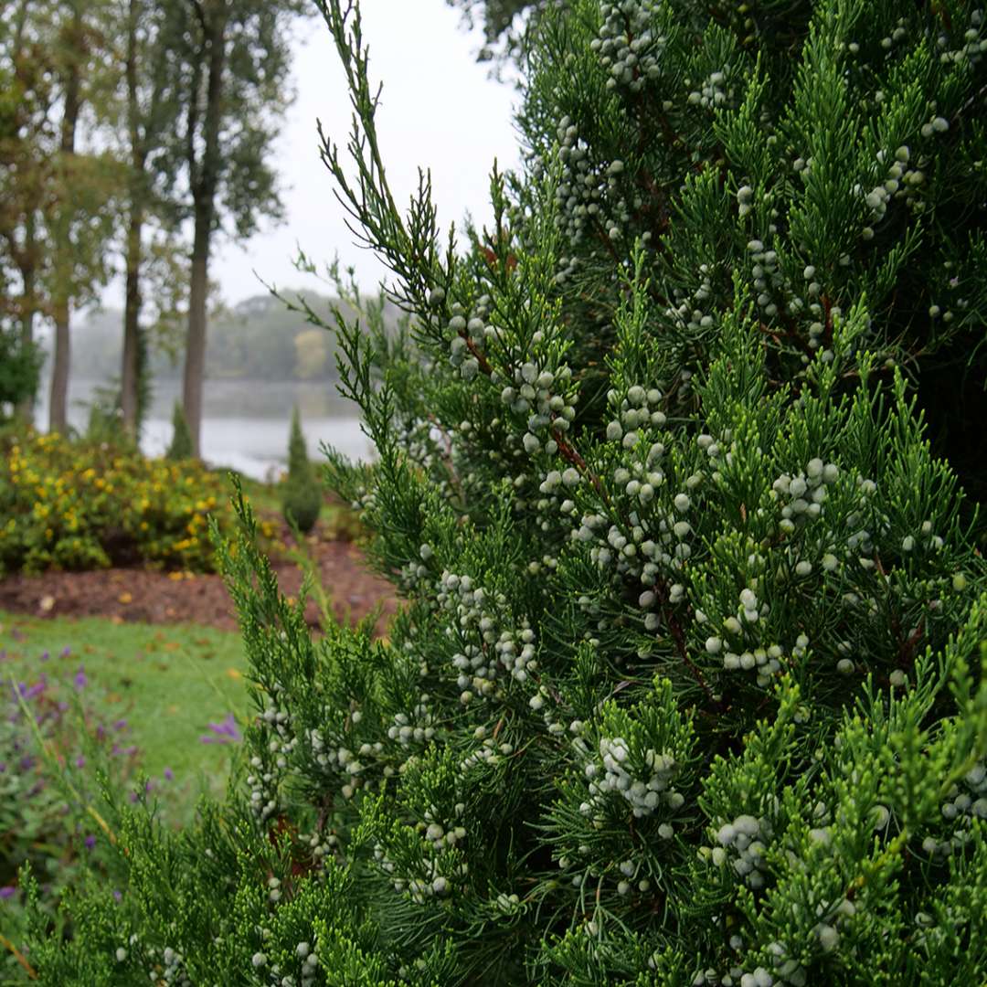 Gin Fizz Juniper Juniperus Chinensis Proven Winners 4 Pot Hirt S Gardens
