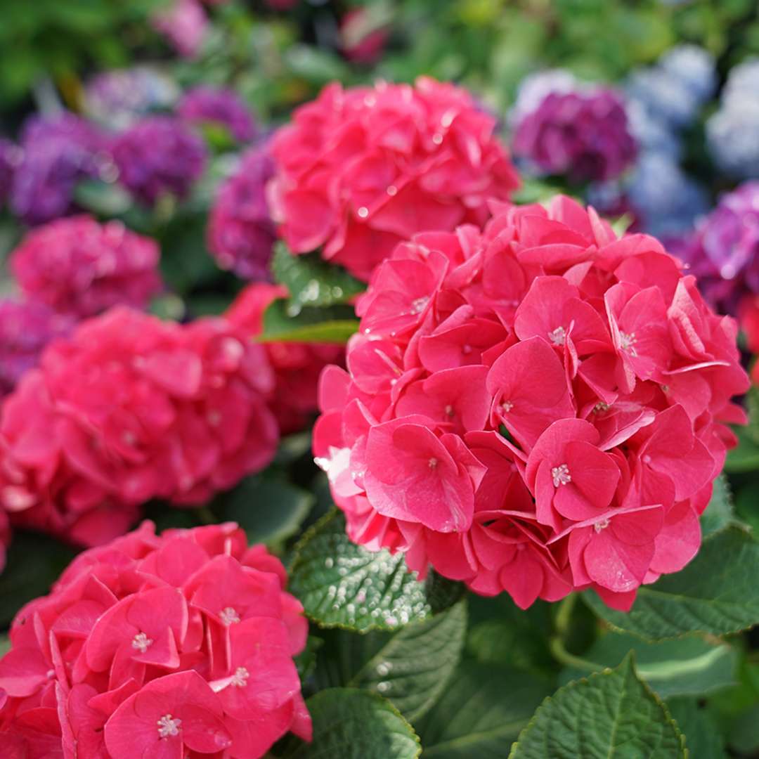 Image of Dark pink hydrangea 4