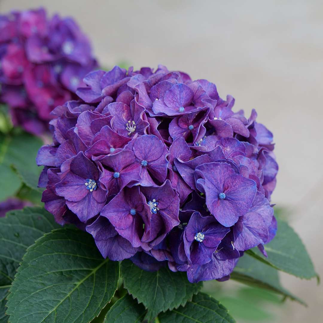 Image of Grumpy hydrangea 4