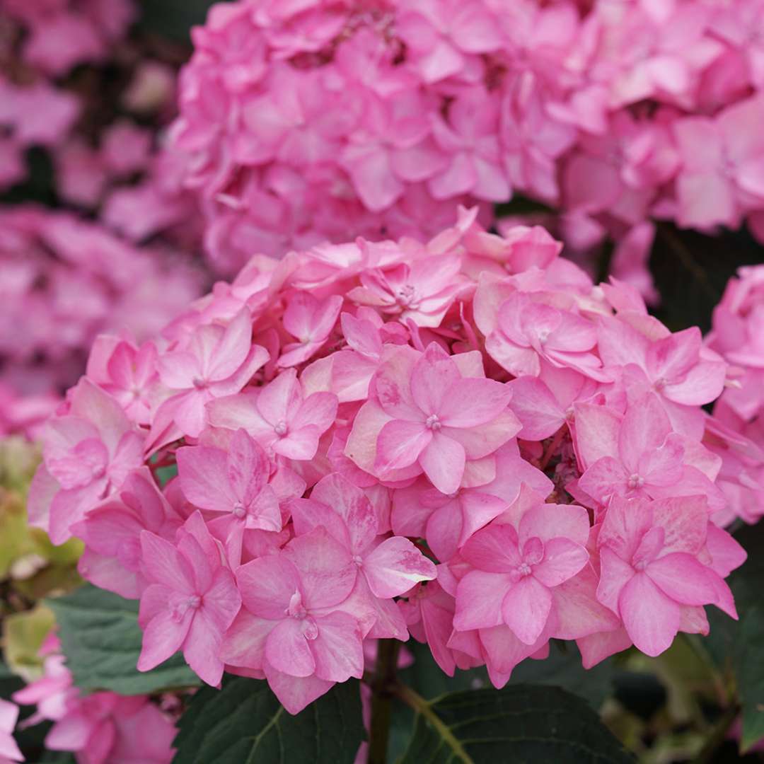 Image of Let's Dance Hydrangea 4