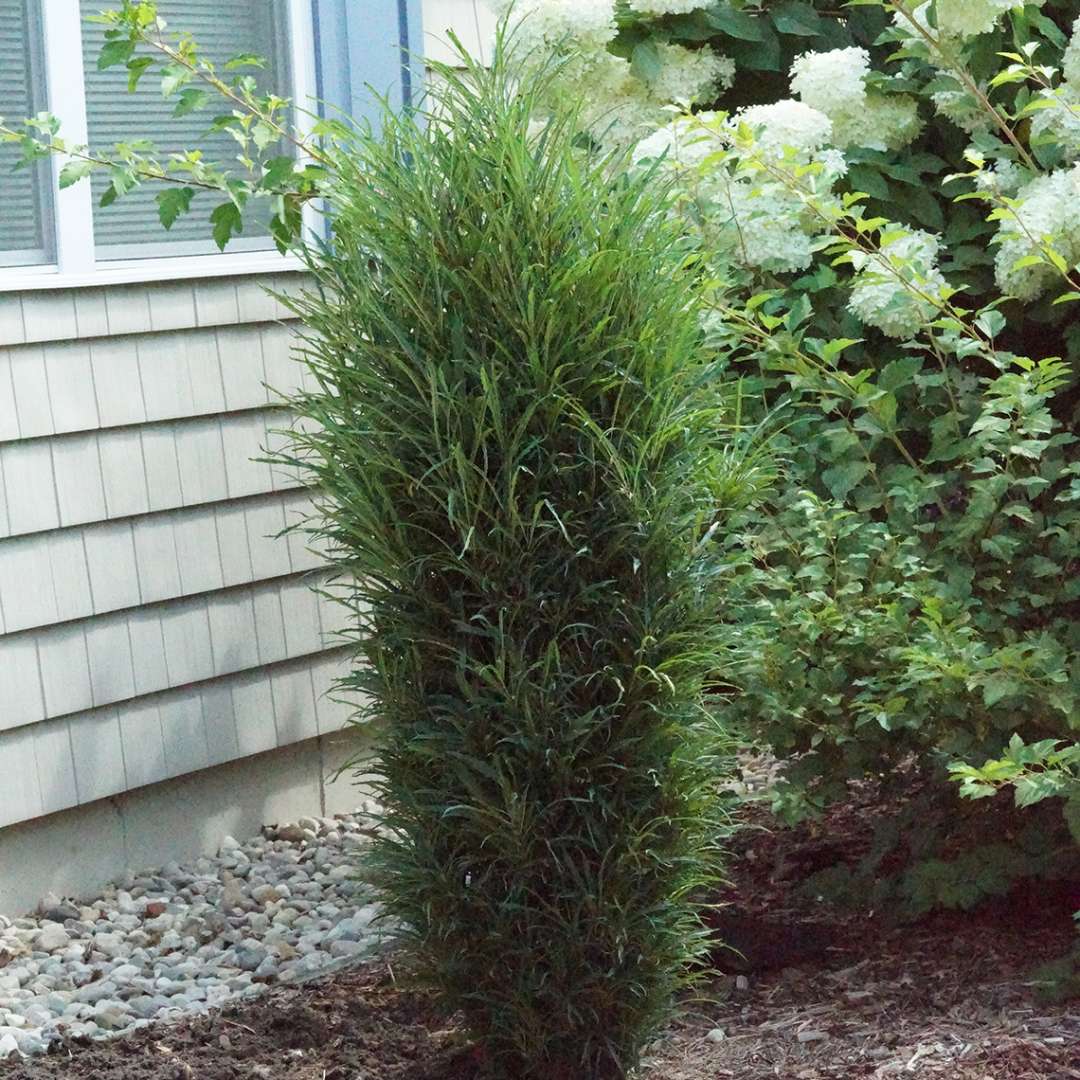 Fine Line Improved Buckthorn Rhamnus Hardy Proven Winners 4 Pot Hirt S Gardens