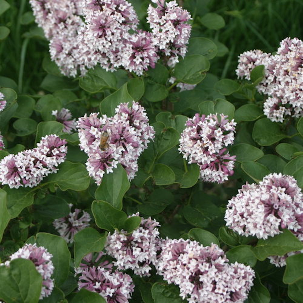 Baby Kim™ Lilac - Syringa x - 4