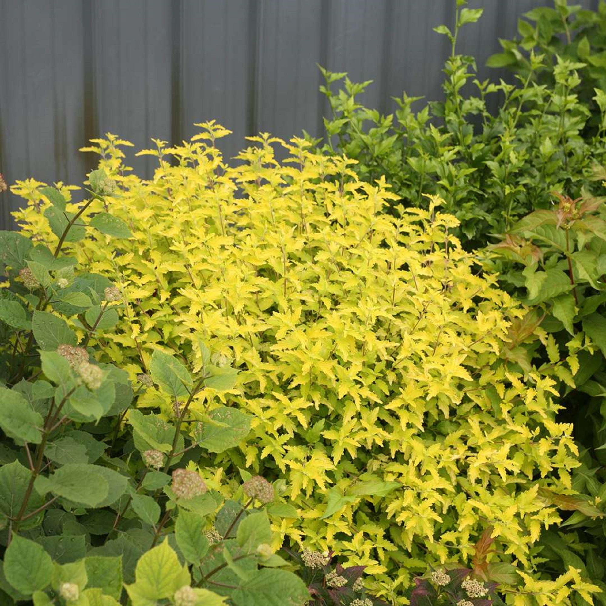 Proven Winners Sunshine Blue II Bluebeard - Thumbnail 3