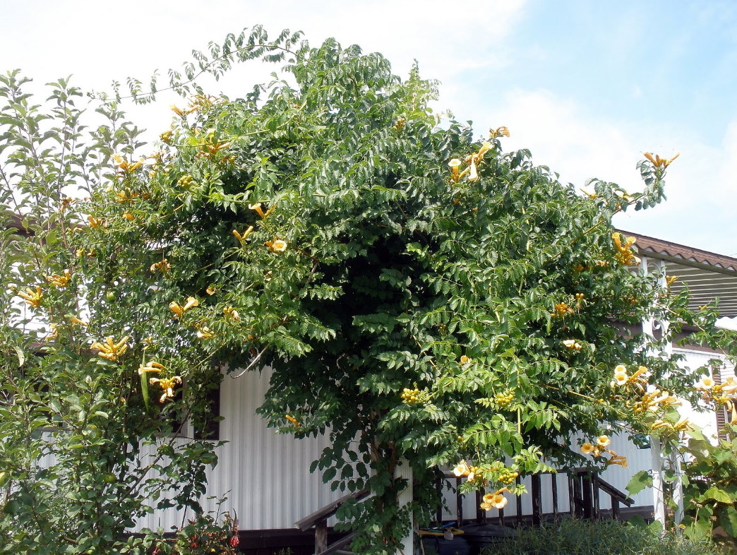 garden plants for the shade Shade Garden Kit main image 0