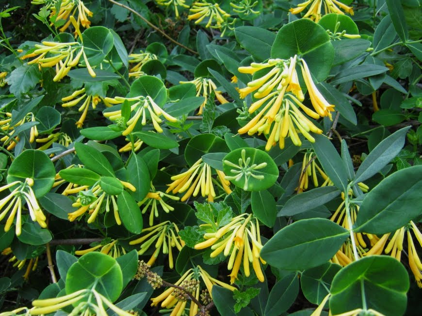 John Clayton Climbing Honeysuckle Vine Lonicera 2.5" Pot Hirt's