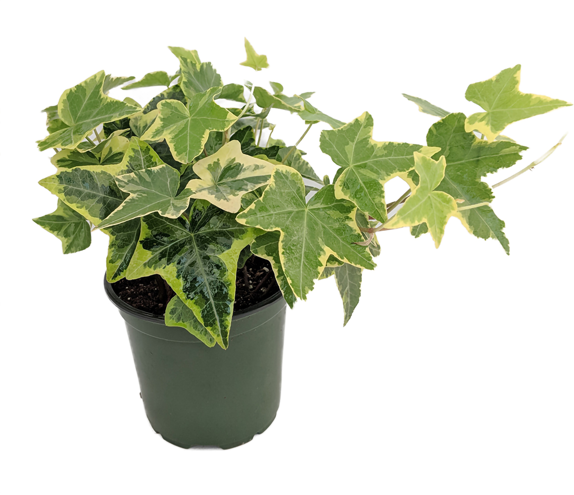 Gold Child English Ivy - Hardy Groundcover/House Plant - Sun or Shade - 4"  Pot - Hirt's Gardens