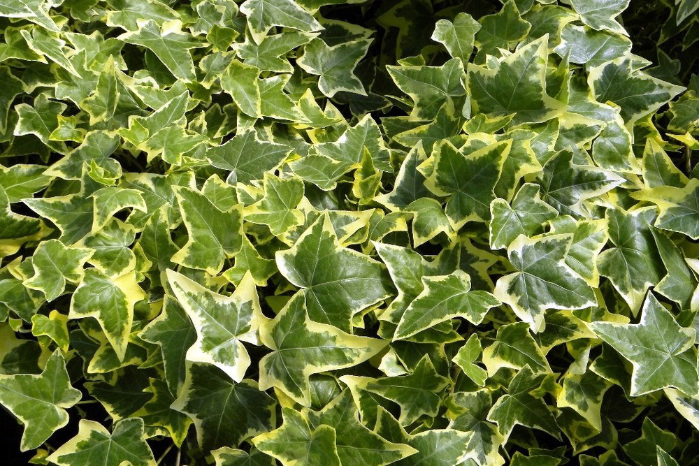 Gold Child English Ivy - Hardy Groundcover/House Plant - Sun or Shade ...
