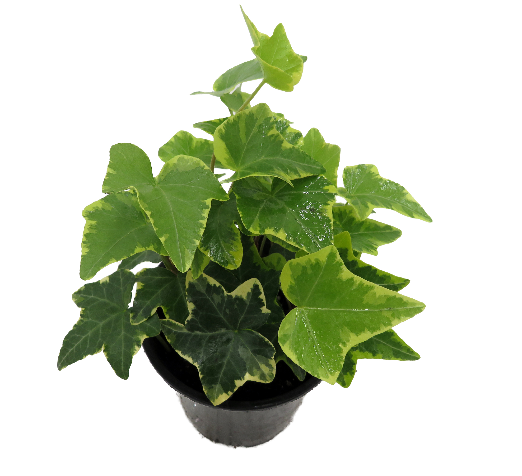 Gold Child English Ivy - Hardy Groundcover/House Plant - Sun or Shade - 4"  Pot - Hirt's Gardens