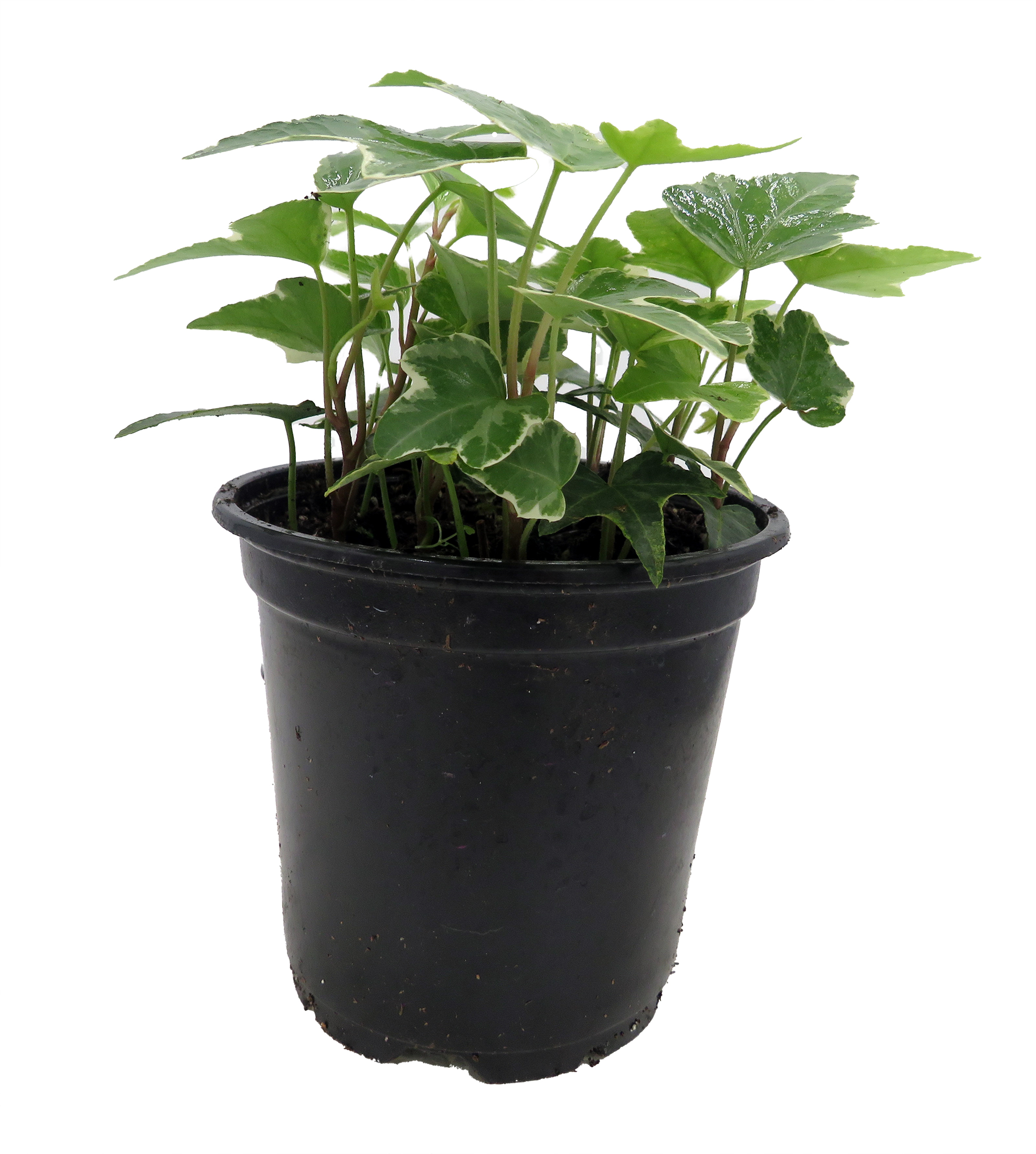 gummibaum pflanze kaufen Gummibaum Belize 30 cm kaufen  Pflanzen online kaufen