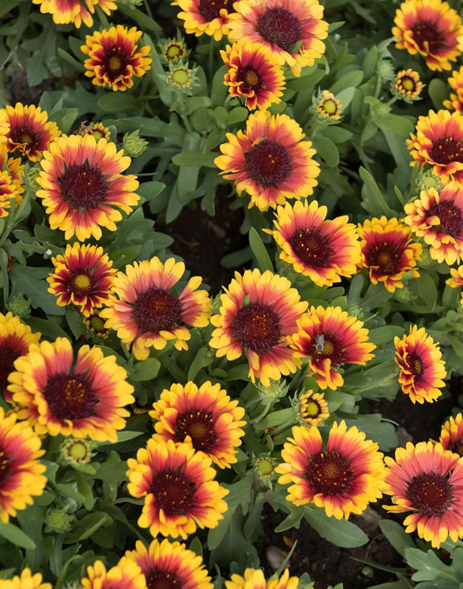 Gaillardia Plants For Sale 2025
