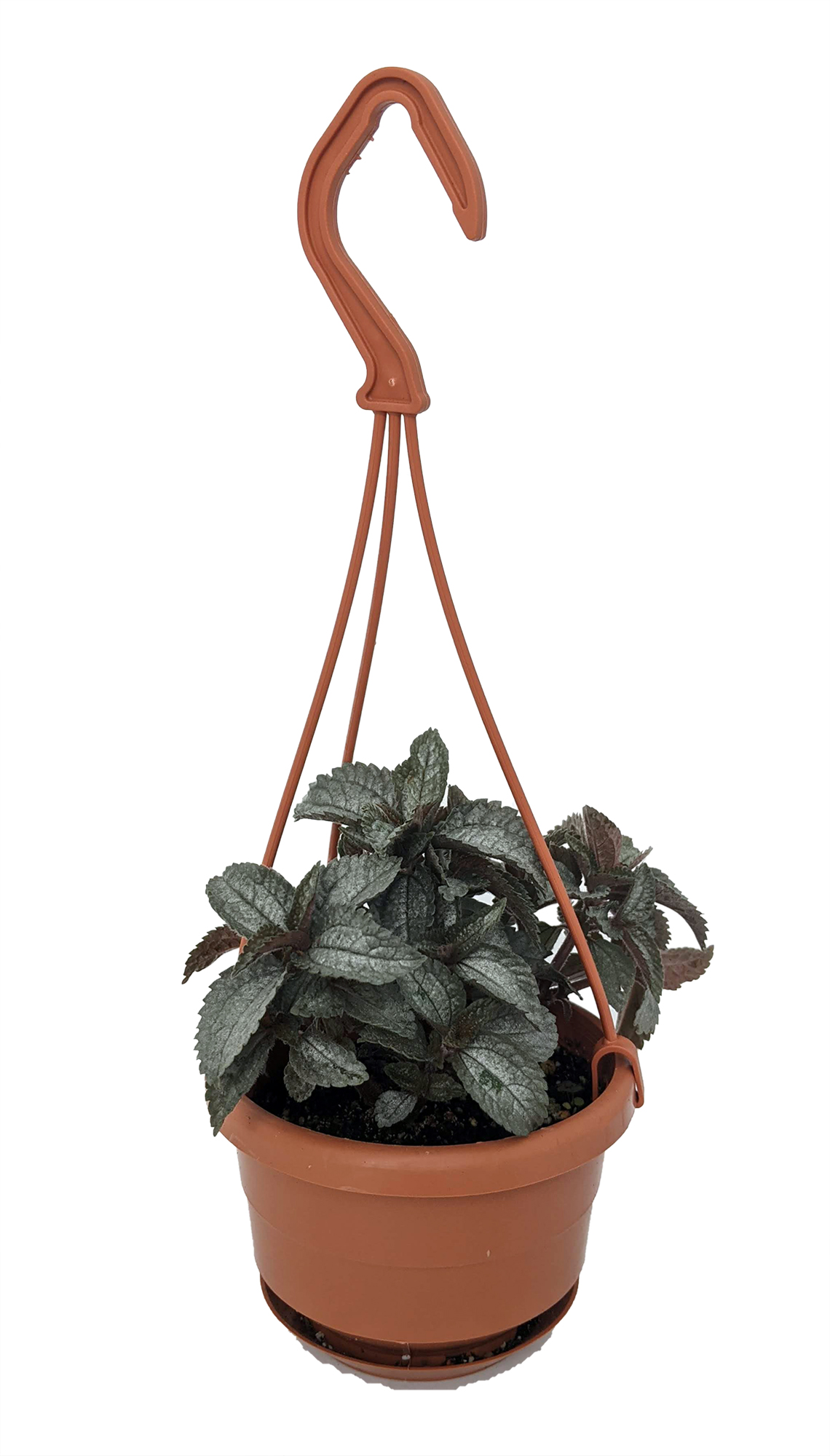 Silver Cloud Friendship Plant Pilea 4 Mini Hanging Basket Easy House Plant Hirt S Gardens