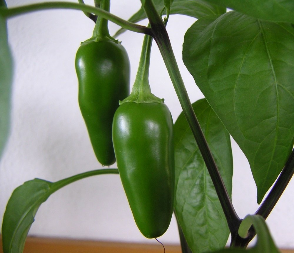 How To Grow Jalapenos From Seeds In A Pot Hi i'm angela price from