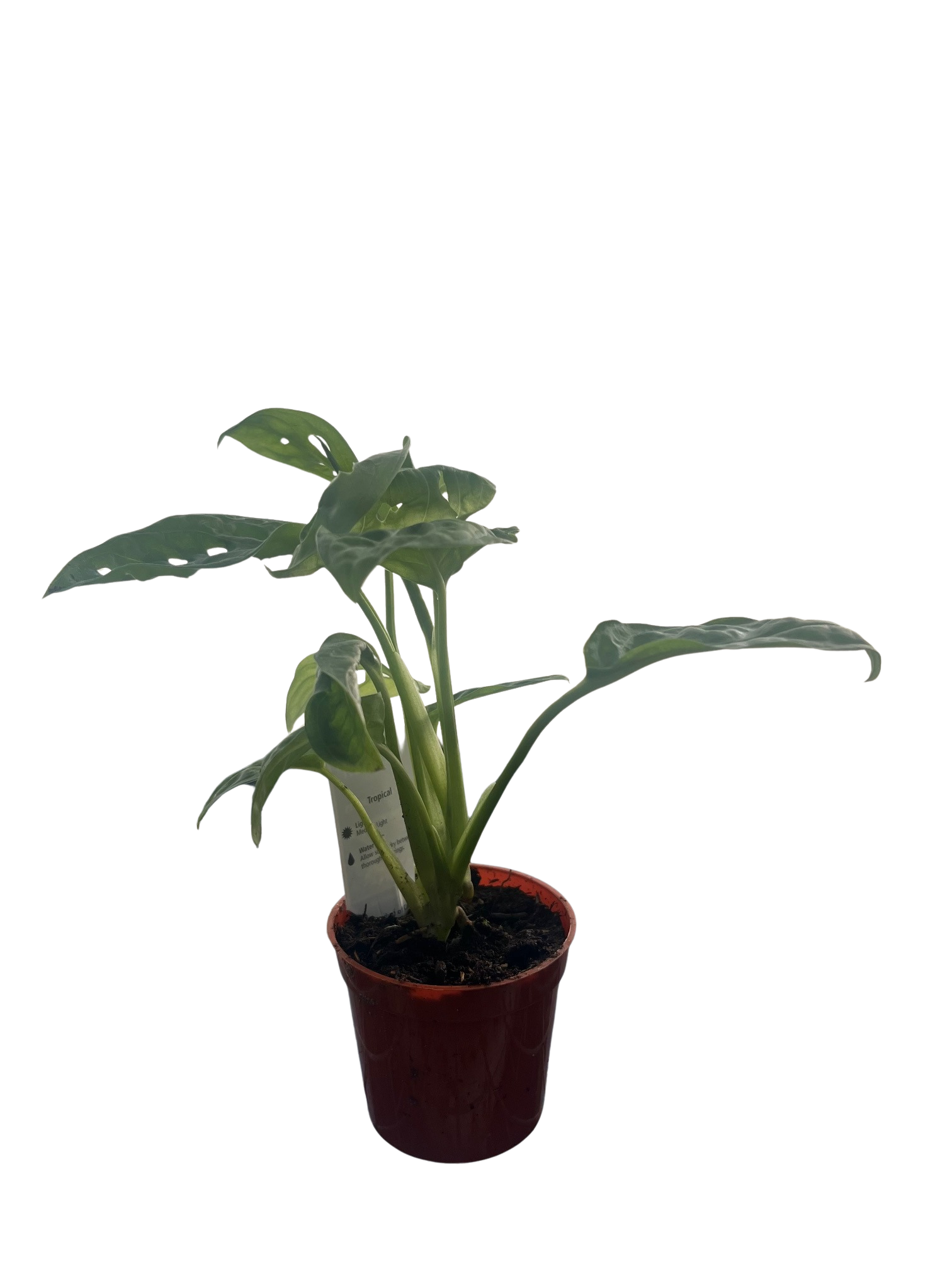 Swiss Cheese Plant - Monstera adansonii - 2.5