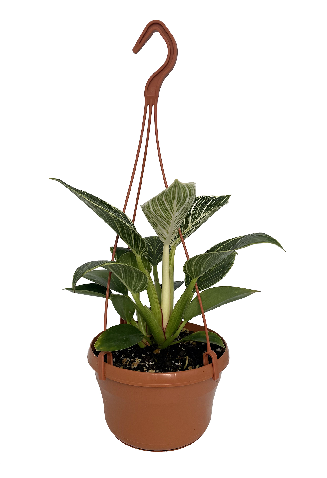 Rare White Veined Birkin Philodendron - Collector's Series - 6" Hanging  Basket - Hirt's Gardens