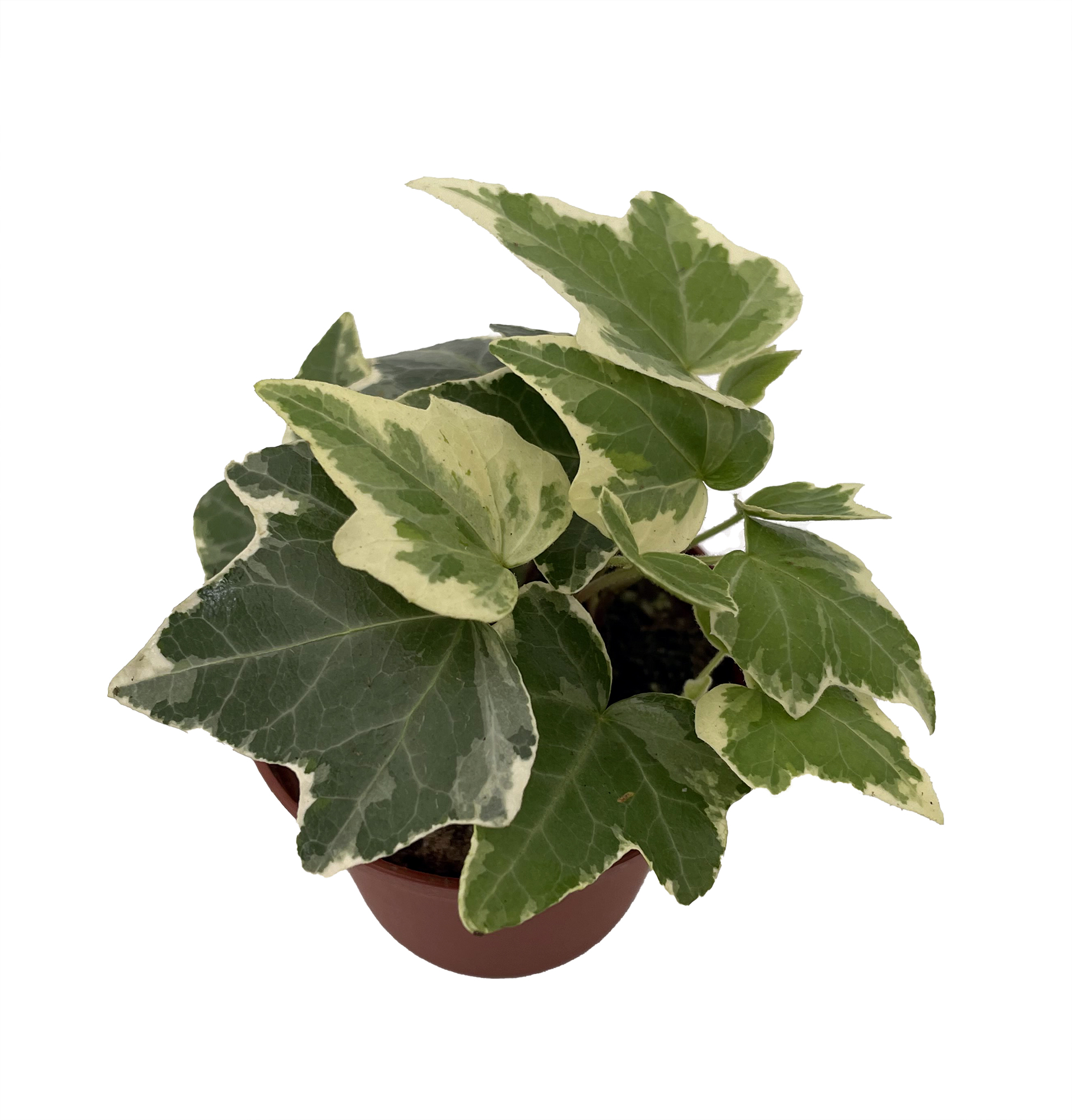 Eva English Ivy - Hedera - 2.5" Pot - Easy to Grow - Indoors