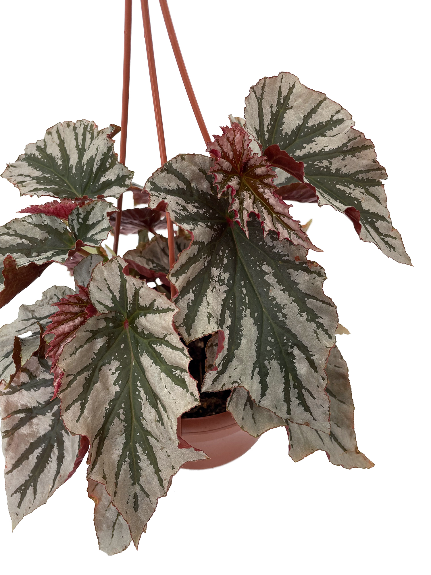 Ferns, Grasses & Bamboo Angel Wing Begonias 6 hanging basket Home