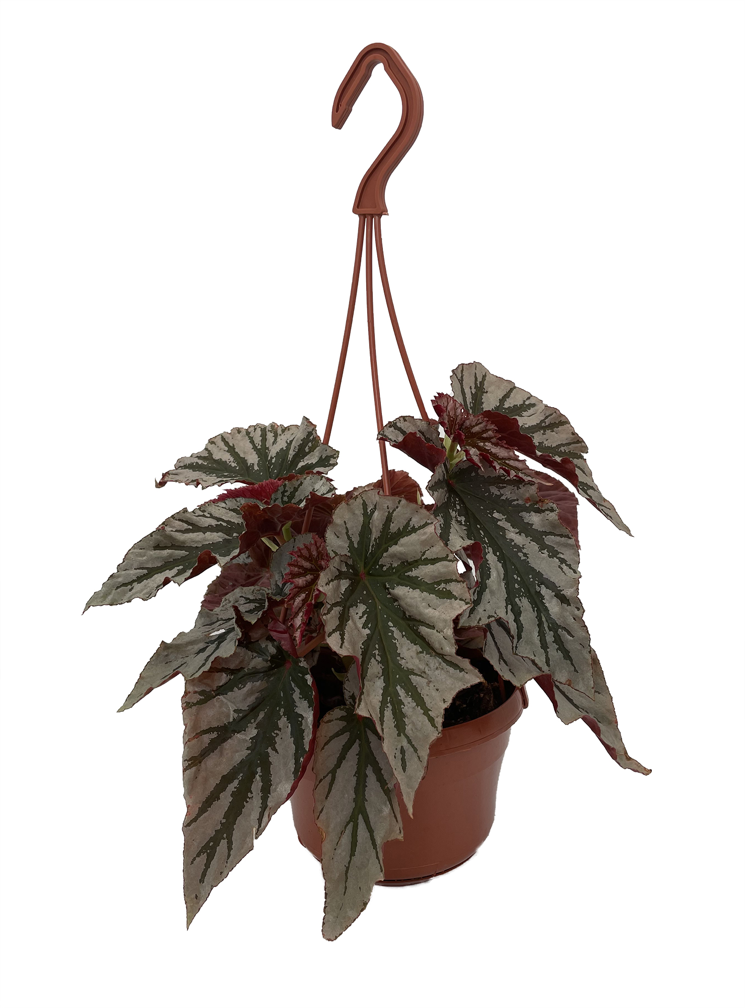 Ferns, Grasses & Bamboo Angel Wing Begonias 6 hanging basket Home