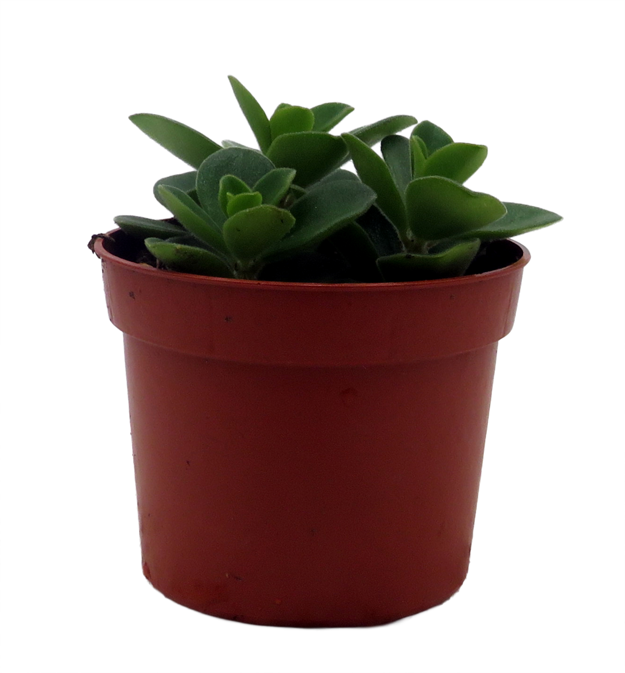 Belly Button Peperomia Plant - Peperomia verticillata - 2.5" Pot - Hirt's  Gardens