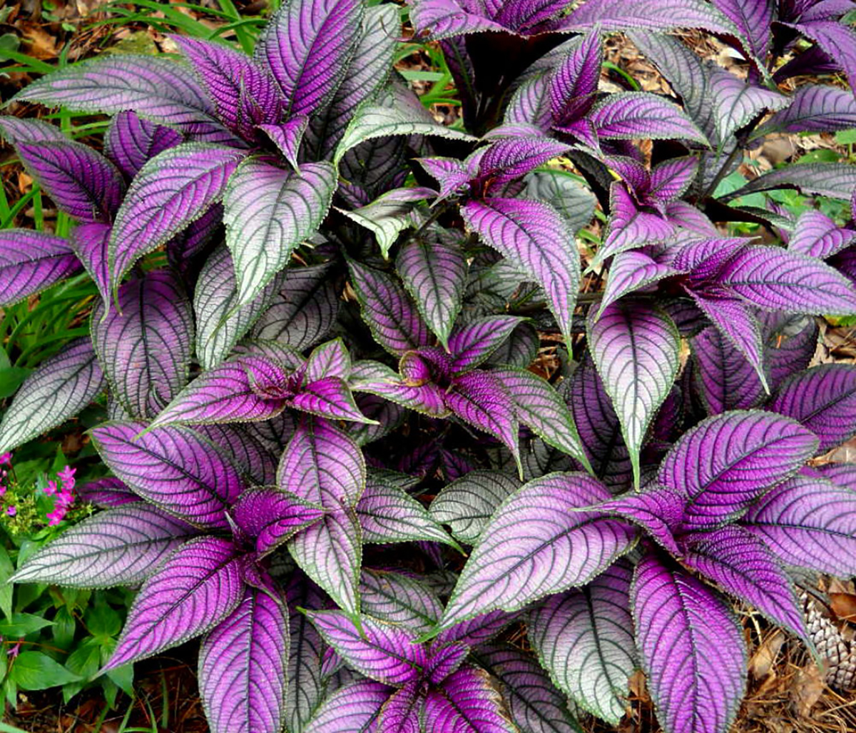 Persian Shield Live Plant   Strobilanthes   Inside/Out   20