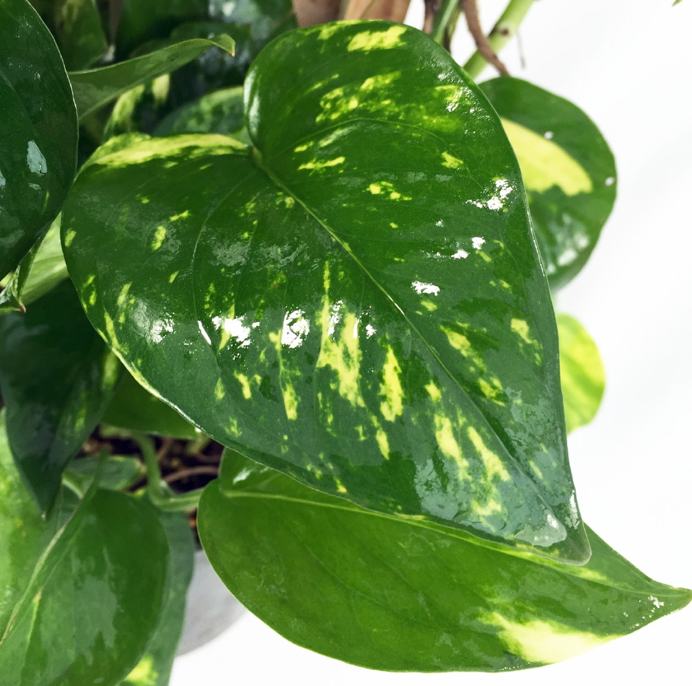 Golden Devil's Ivy - Pothos - Epipremnum - 4" Pot - Easy House Plant -  Hirt's Gardens