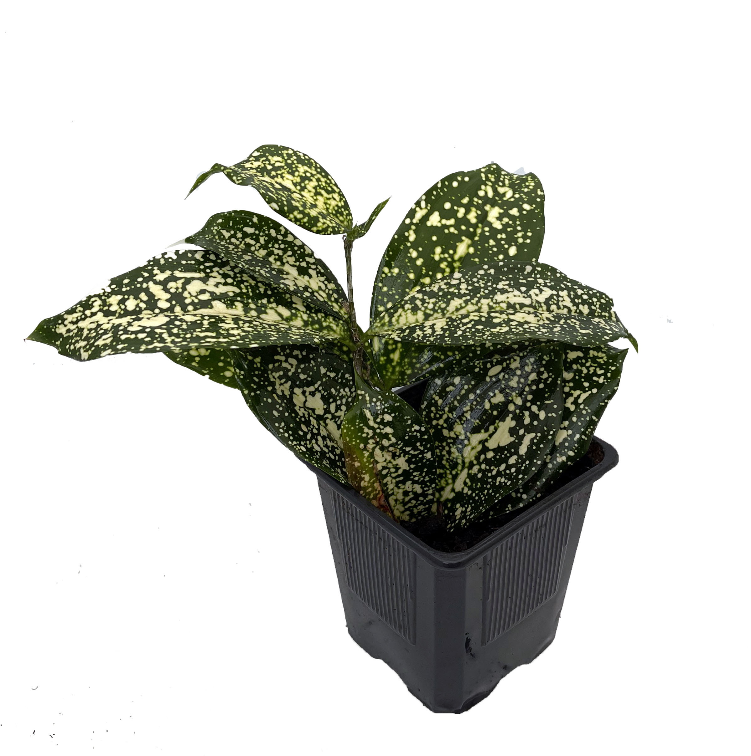 Japanese Bamboo Florida Beauty Dracaena - 4" Pot - Hirt's Gardens
