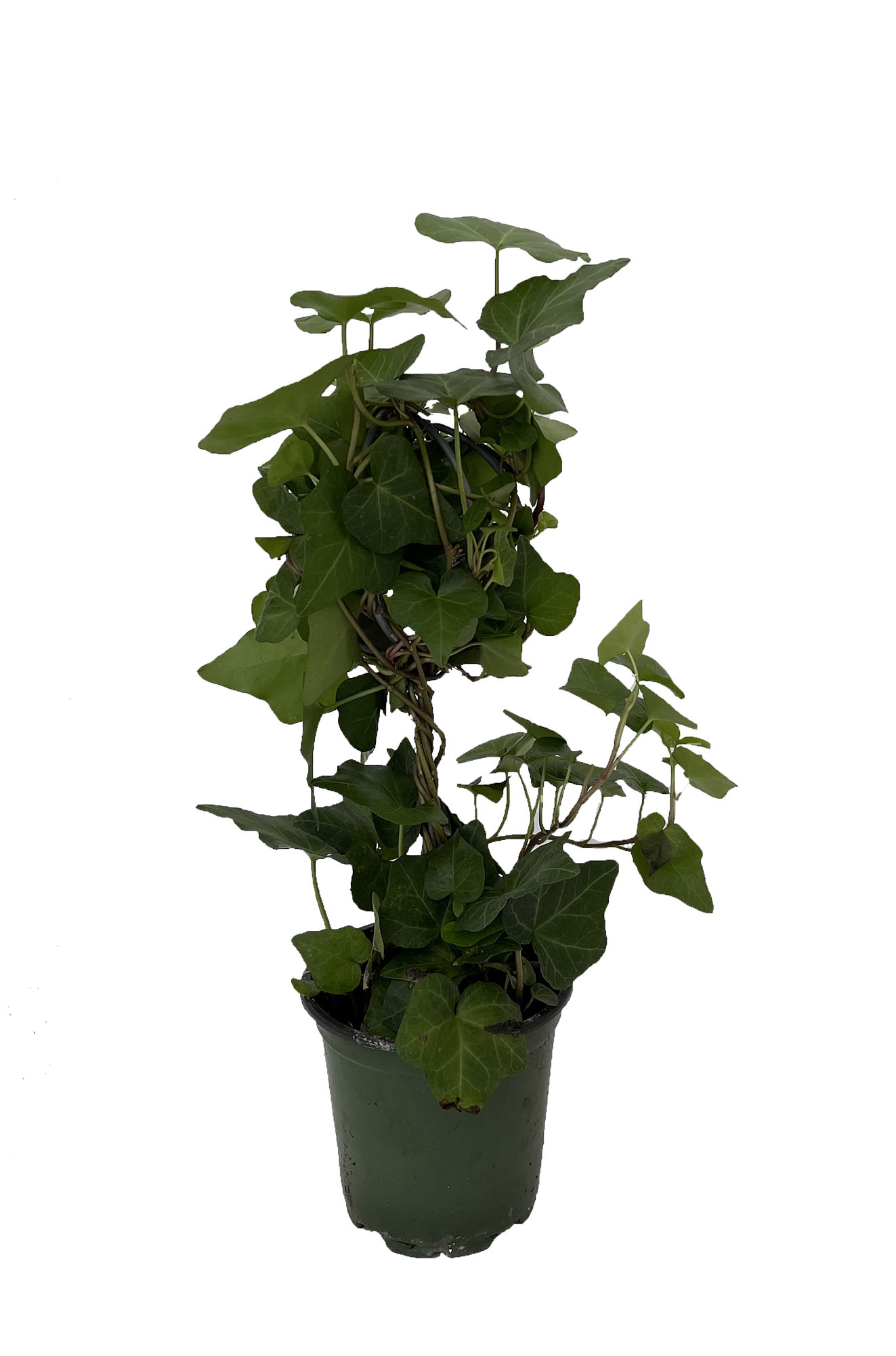 Ball Topiary Ivy - Hedera 4" Pot Hirt's