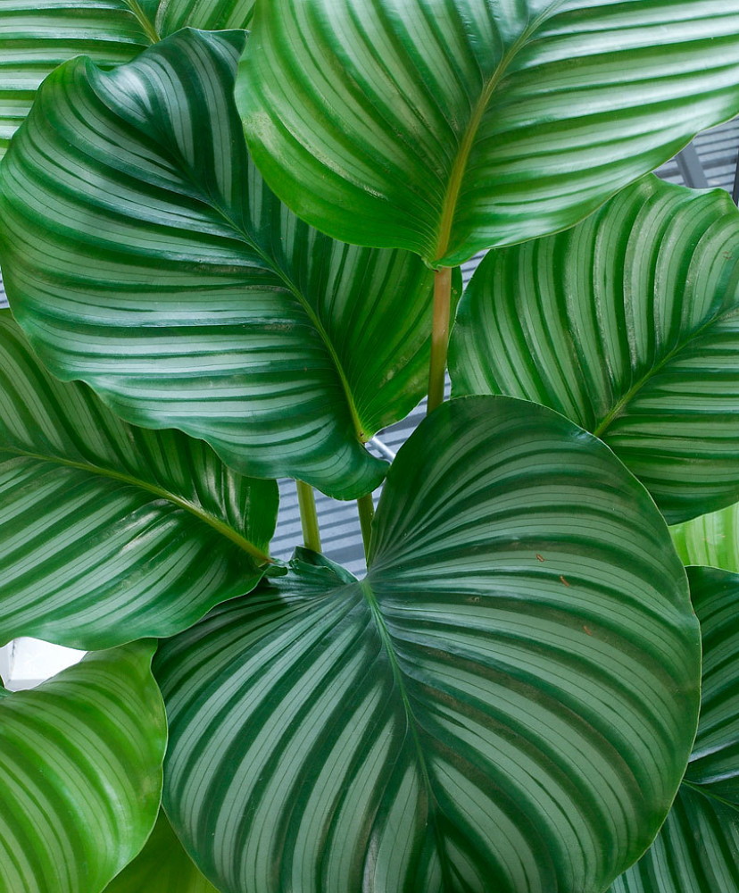 Orbit Peacock Plant - Calathea orbifolia - Easy House Plant - 2.5" Pot