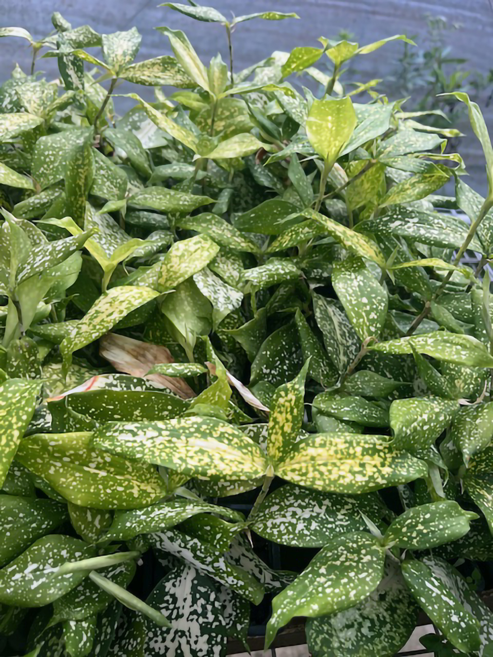 money plant to buy Money Tree