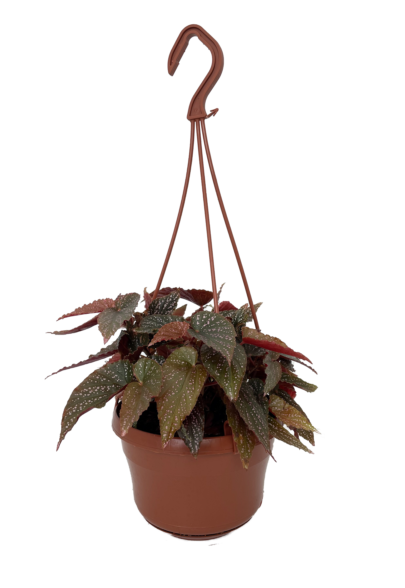 Ferns, Grasses & Bamboo Angel Wing Begonias 6 hanging basket Home
