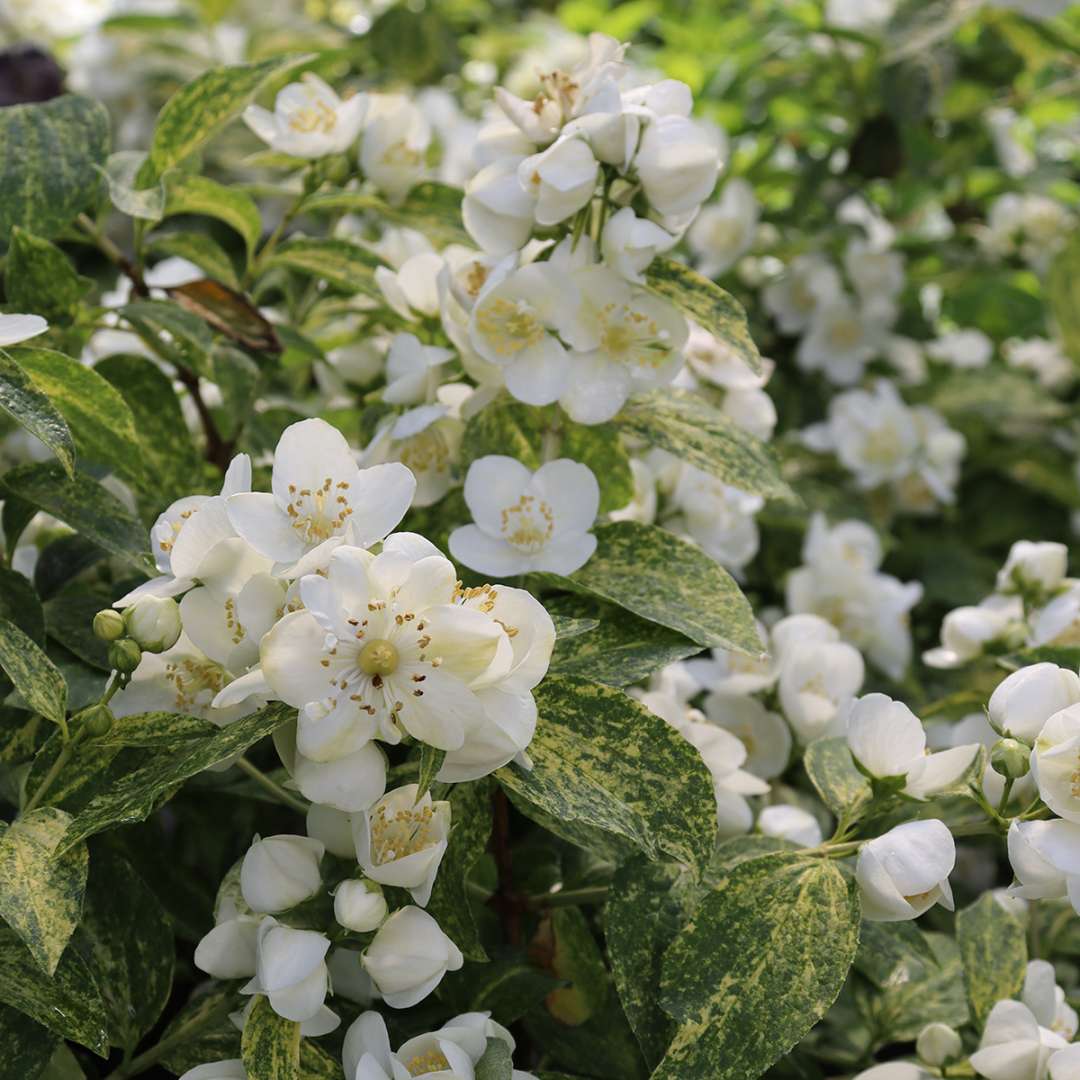 Illuminati Sparks™ Mock orange - Philadelphus - Proven Winners - 4