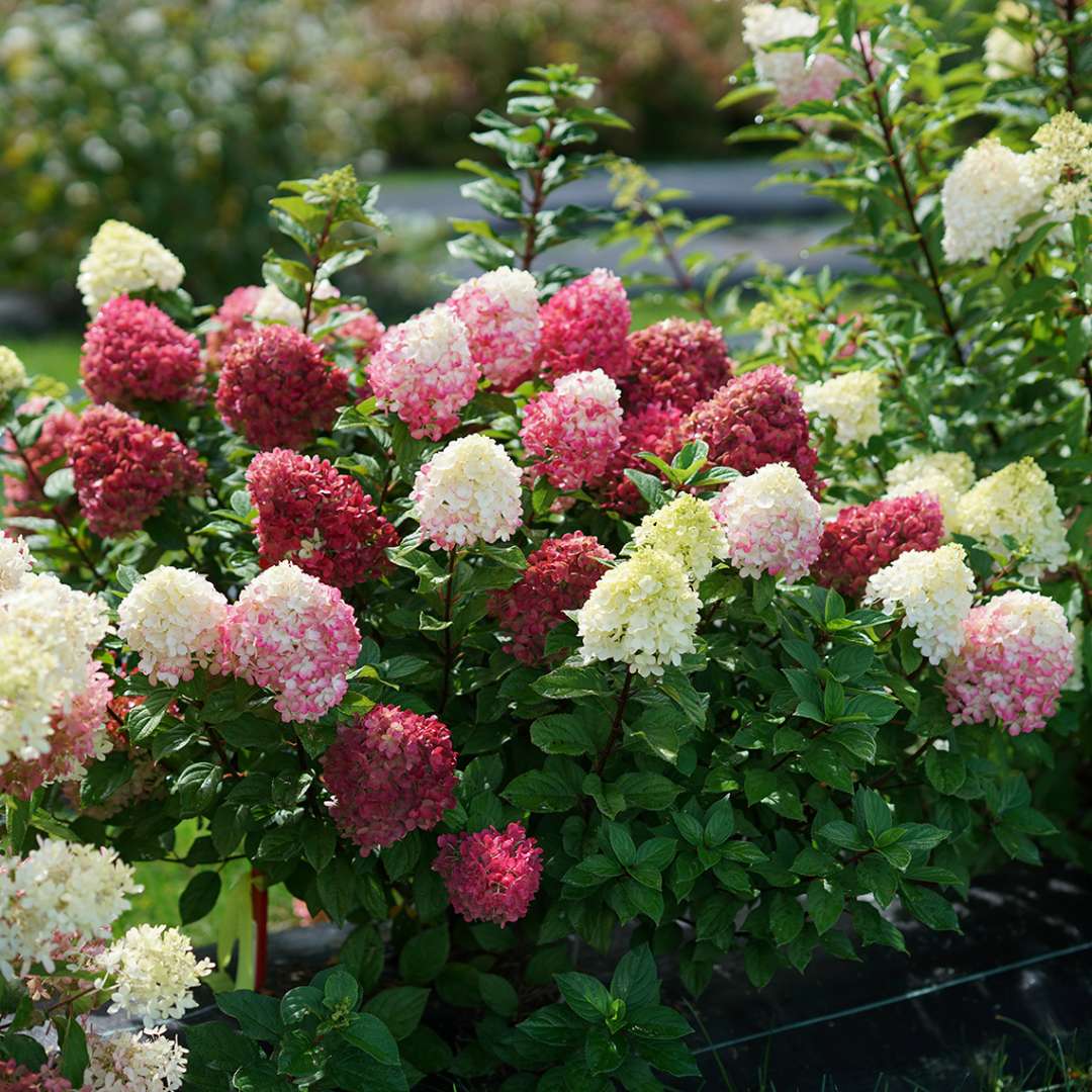 Proven Winners Little Lime Punch Panicle Hydrangea - Thumbnail 3