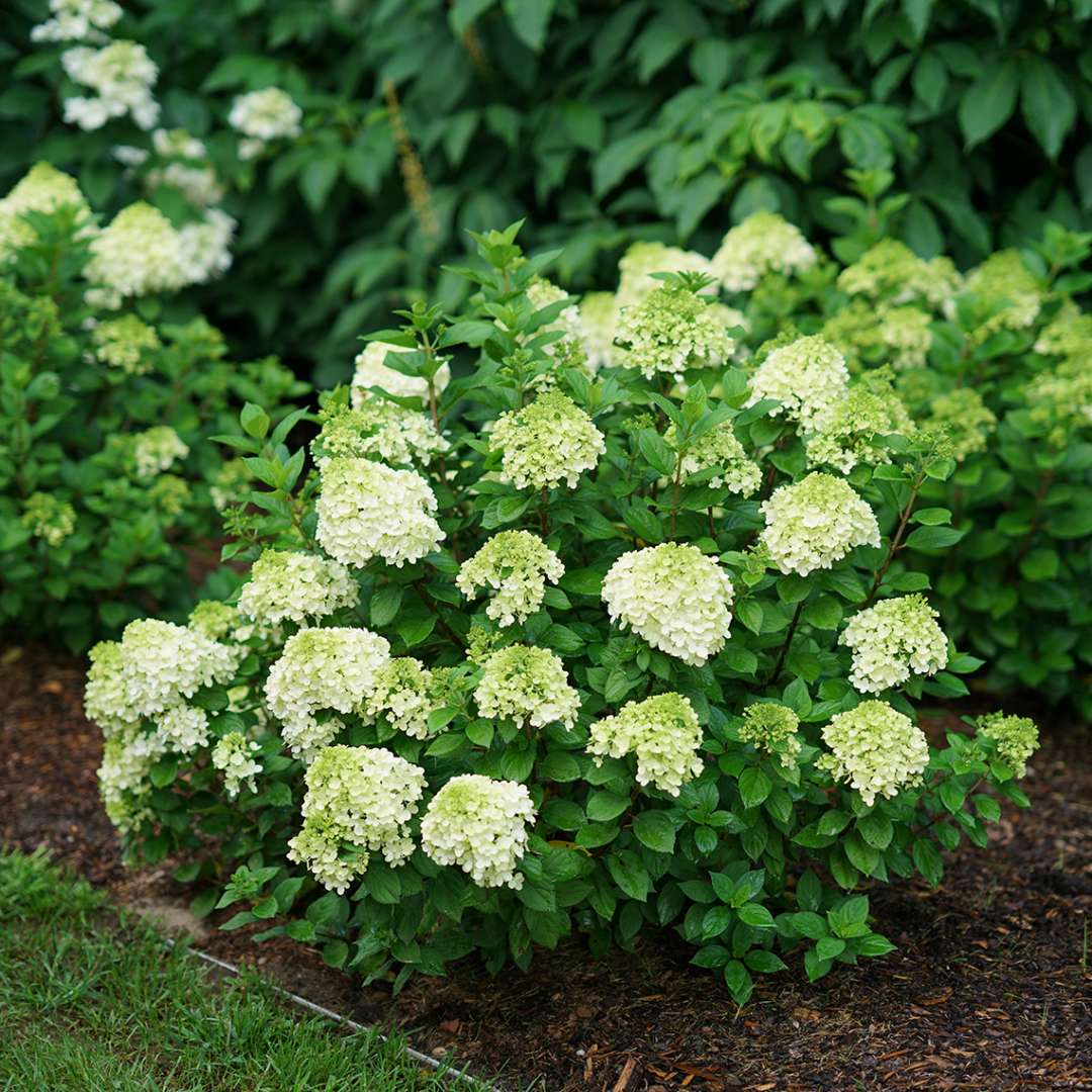 Proven Winners Little Lime Punch Panicle Hydrangea