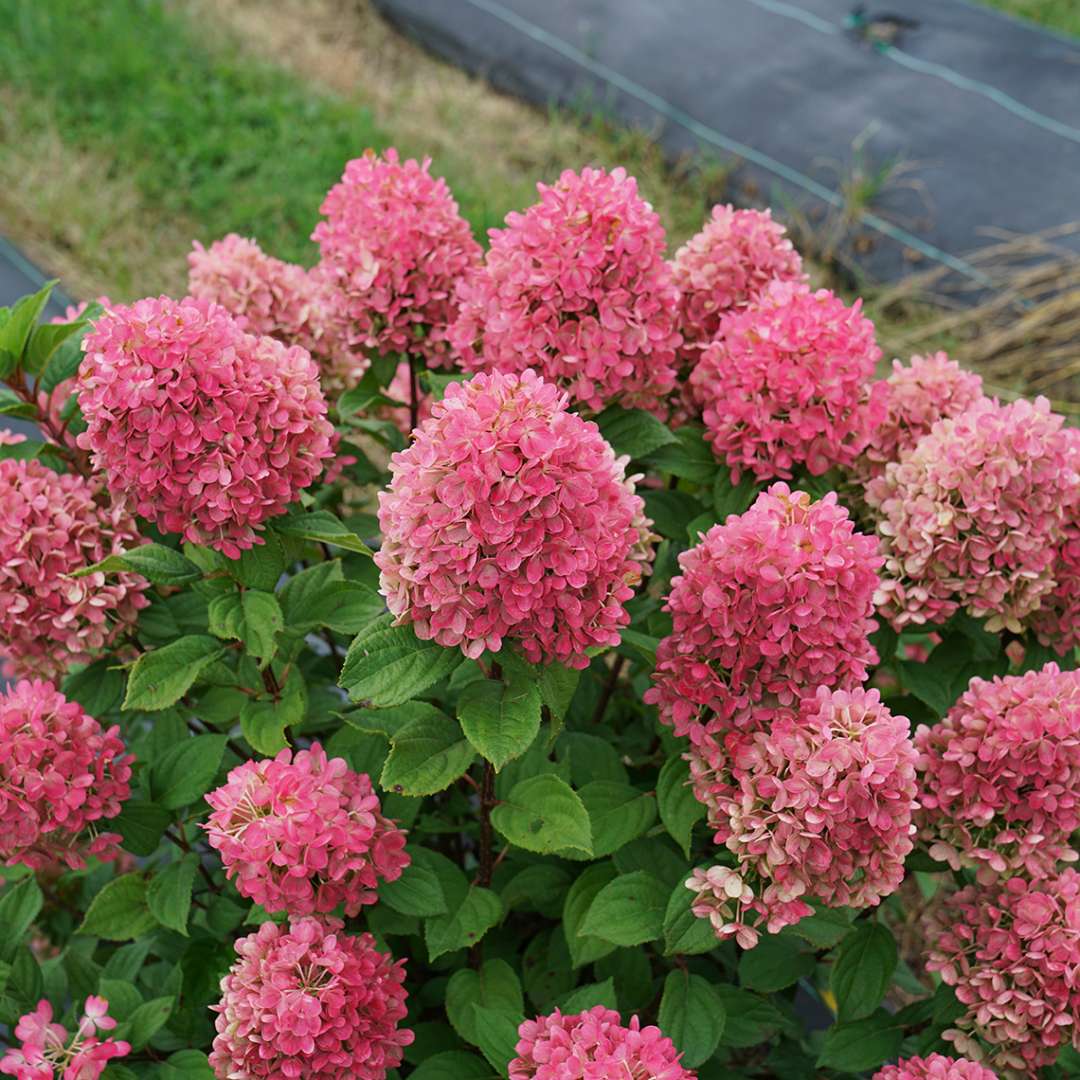 Proven Winners Little Lime Punch Panicle Hydrangea - Thumbnail 2