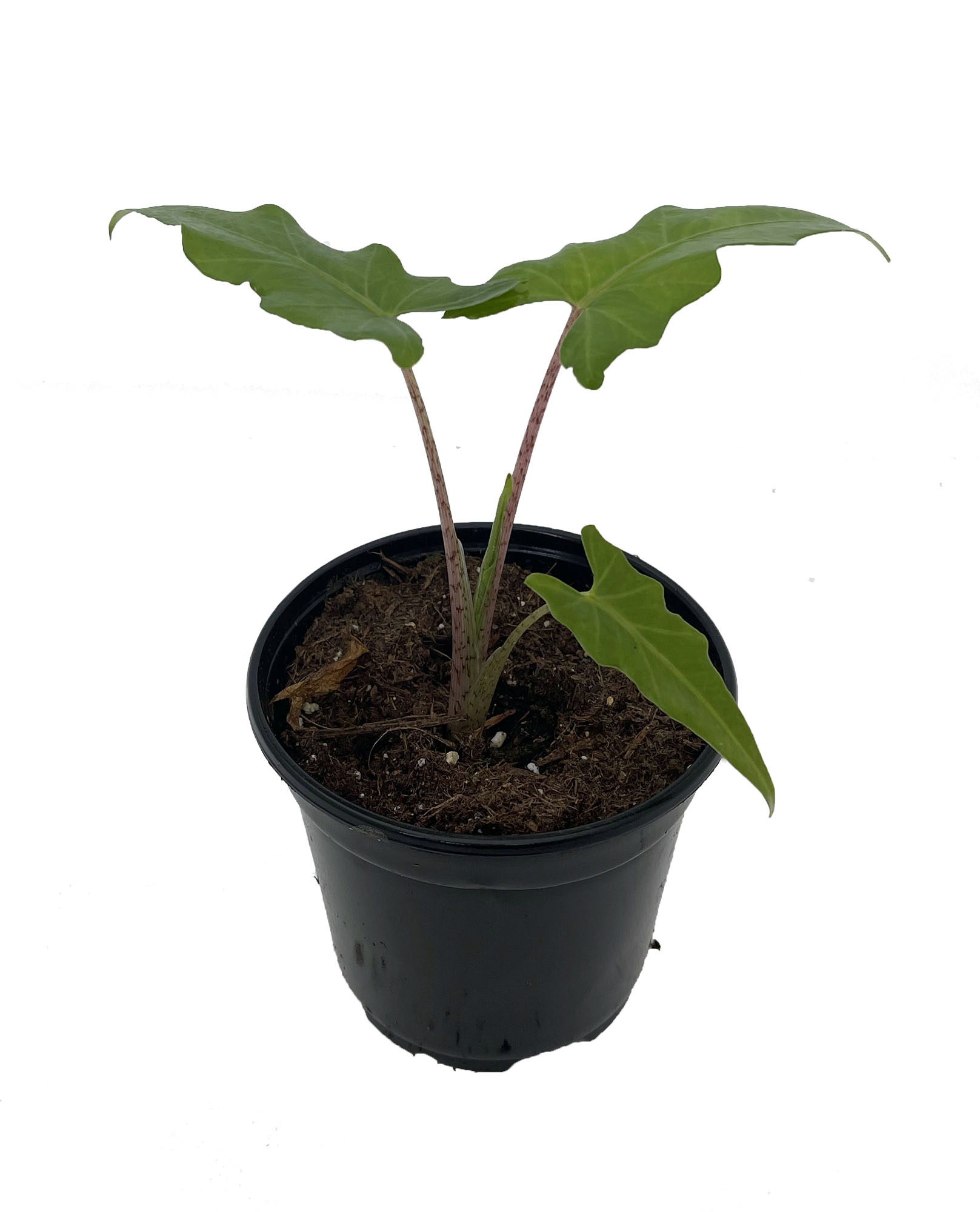 Boa African Mask Plant - Alocasia Boa - Houseplant - 4" - Hirt's Gardens