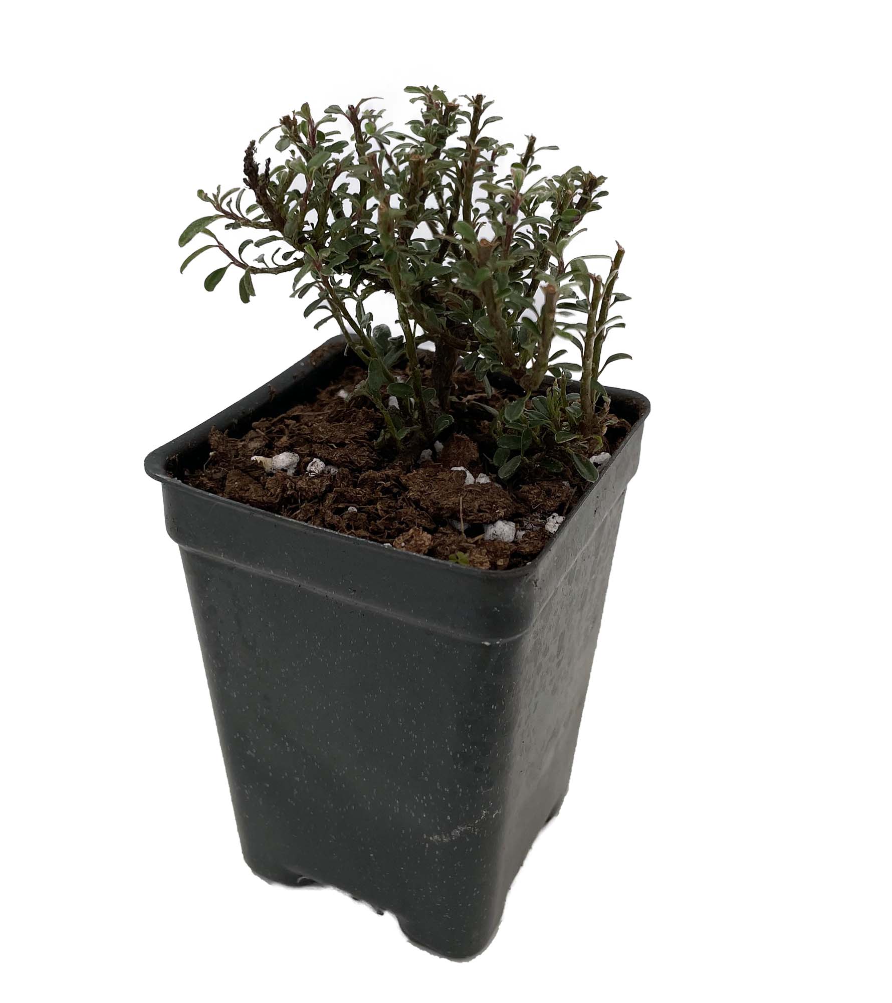 Thyme Leaf Cotoneaster thymifolia - 2.5" Pot - Bonsai/Fairy Garden - Hirt's  Gardens