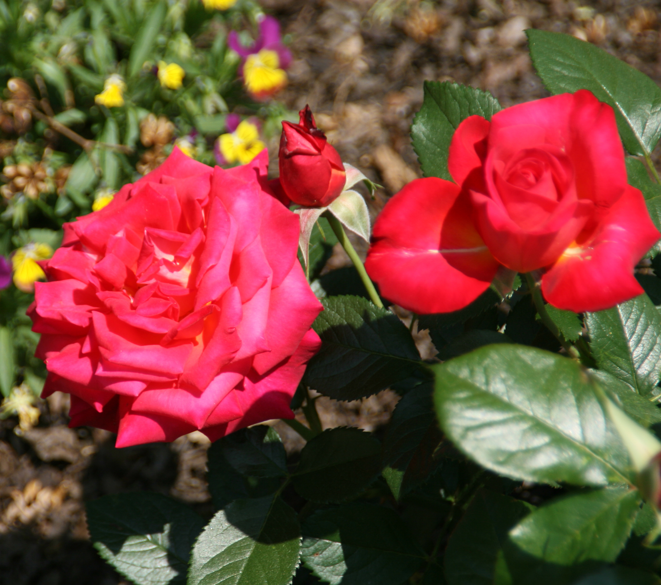 Mikado Hybrid Tea Rose Bush Red Blooms Bareroot Hirt S Gardens