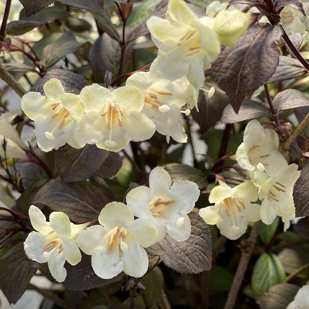 WINE & SPIRITS™ Weigela Hardy Proven Winners 4" Pot Hirt's Gardens
