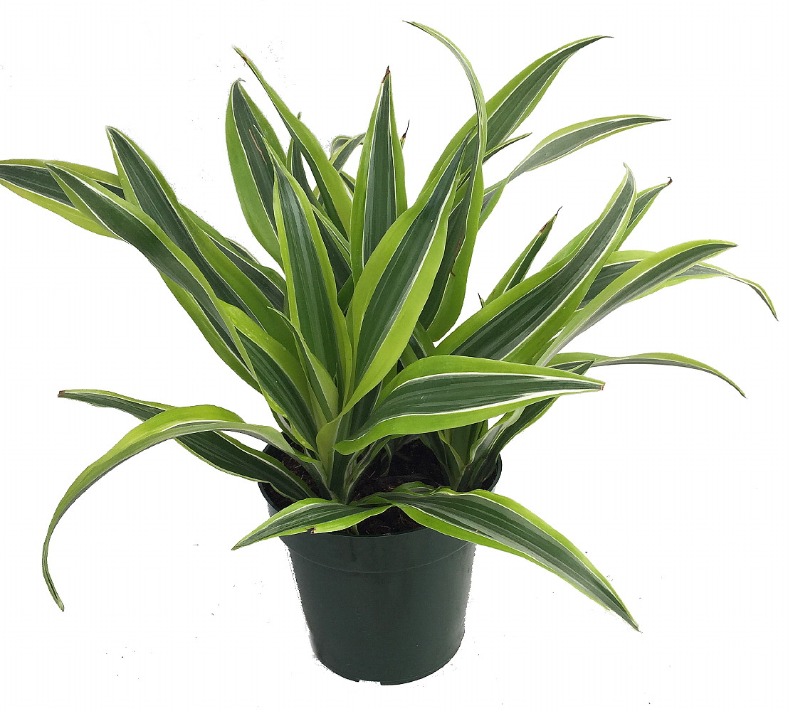 house plant paradise Bird of Paradise Houseplant with Planter - Medium (12