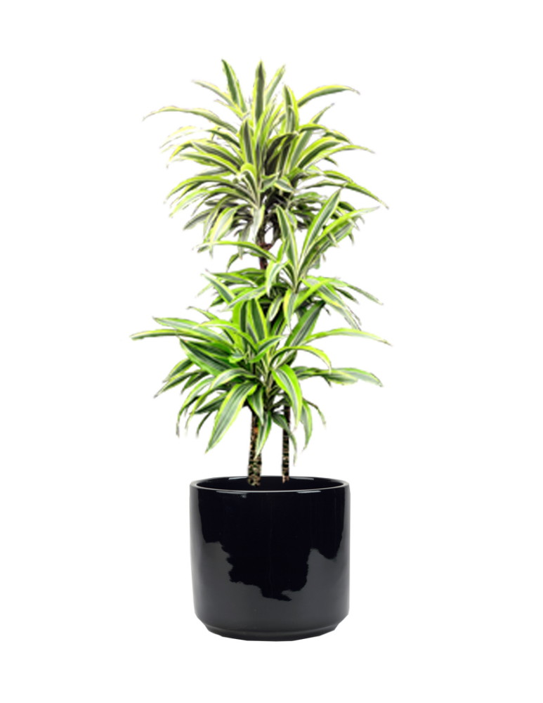 Gold Star Madagascar Dragon Tree - Dracaena - 6" Pot